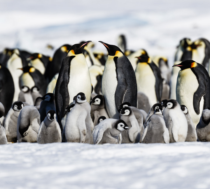 Emperor Penguin Quest: Expedition to Snow Hill