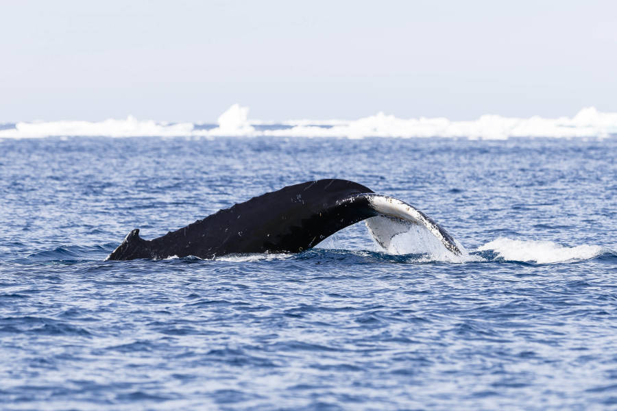 Antarctic Peninsula: A Rare Exploration of the Weddell Sea