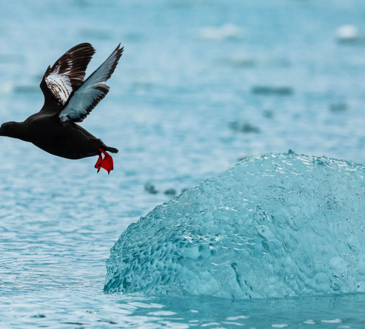 Spitsbergen Highlights: Wildlife Capital of the Arctic