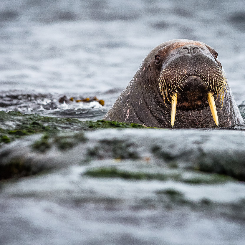 Spitsbergen Circumnavigation: A Rite of Passage
