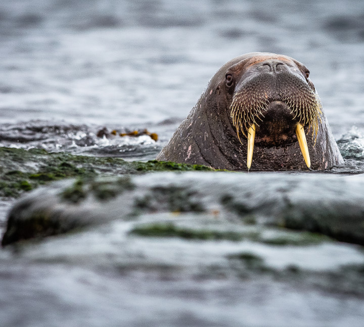 Spitsbergen Circumnavigation: A Rite of Passage