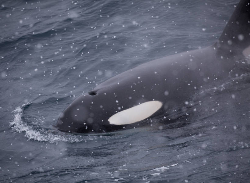 Antarctic Marine Mammals: The World of Whales and Seals
