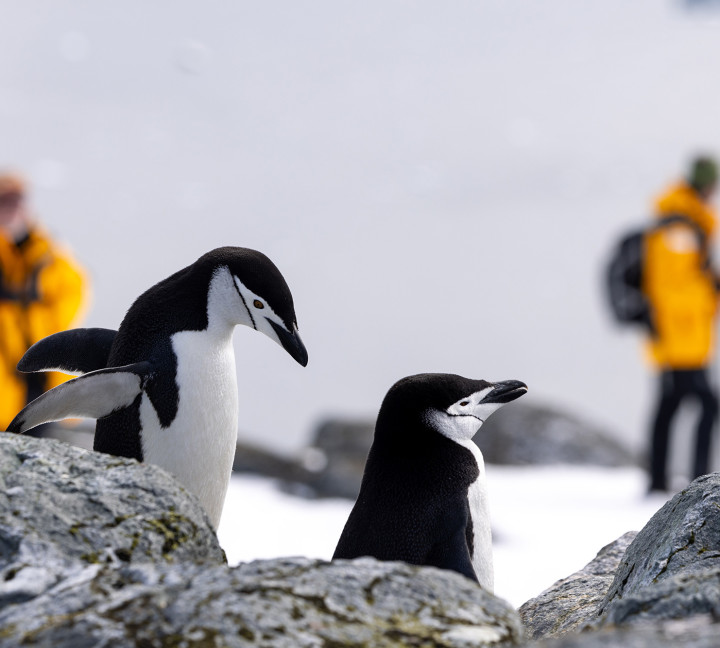 Penguins of the Far South: Falklands, South Georgia and Antarctica