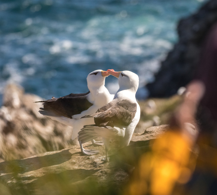 Falkland Islands and South Georgia: 20-Day Wildlife Adventure