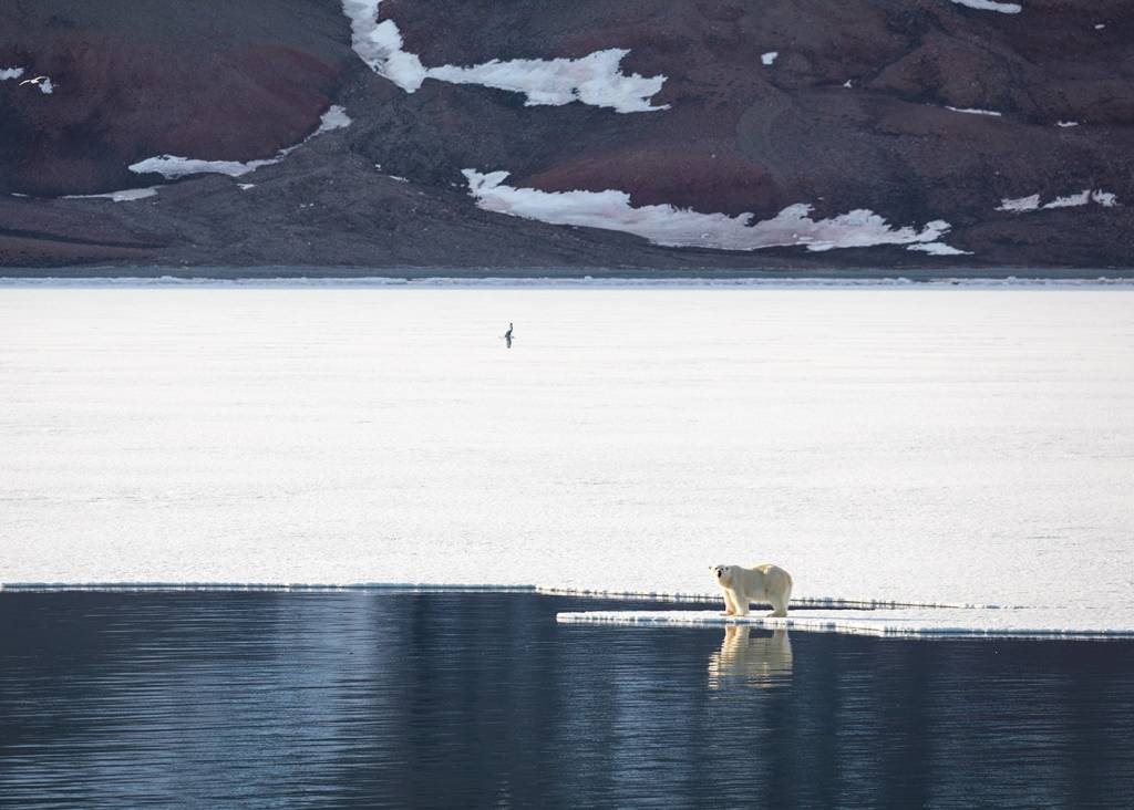 Polar Bear - Svalbard