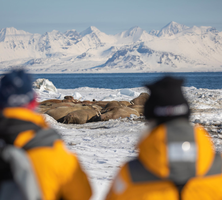 Svalbard in Spring: Sea Ice, Pristine Snow and Wildlife