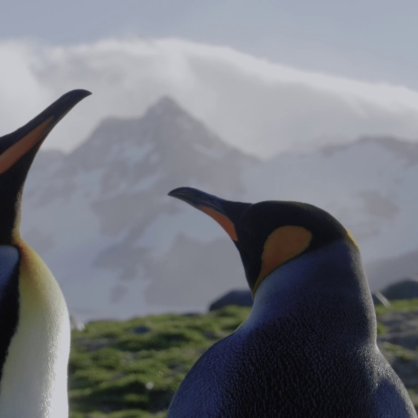 Epic Antarctica: The Falklands, South Georgia and Crossing the Circle