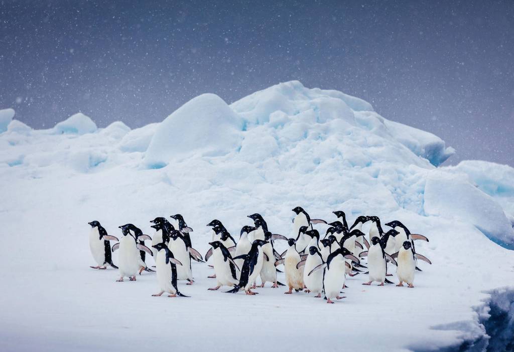 How to choose between the Arctic and Antarctic for your Polar Voyage