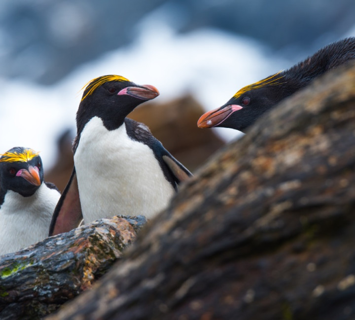 South Georgia and Antarctic Peninsula: Penguin Safari