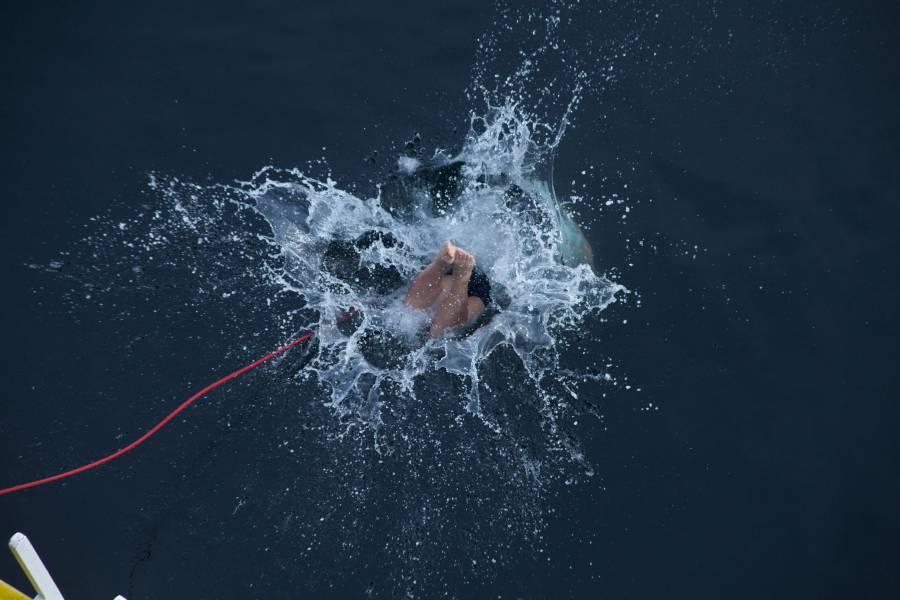 Polar Plunge