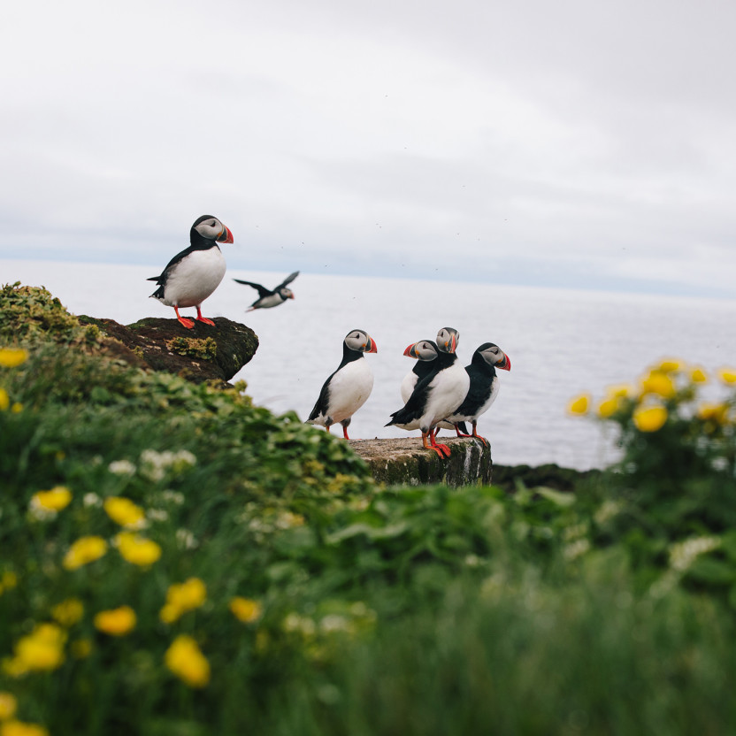 Iceland Circumnavigation: Helicopters, Glaciers and Volcanoes