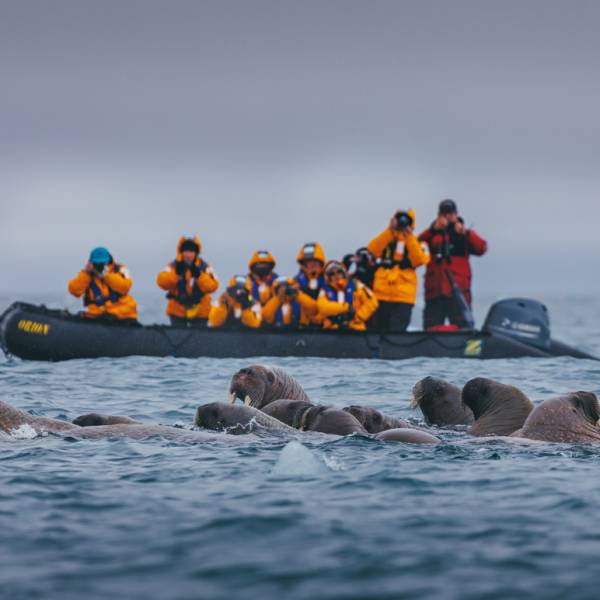 Guests in a Zodiac encountering a group of Walrus