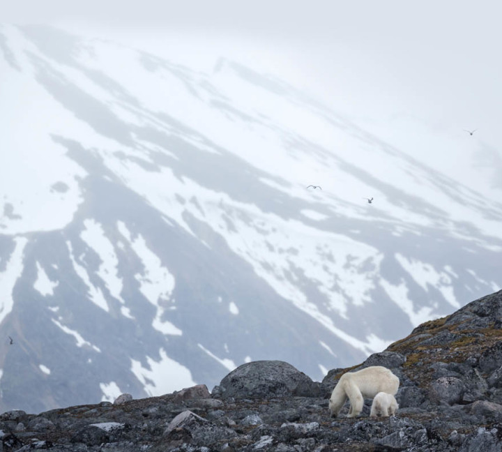 Svalbard in Summer: Tundra, Whales and Wildlife