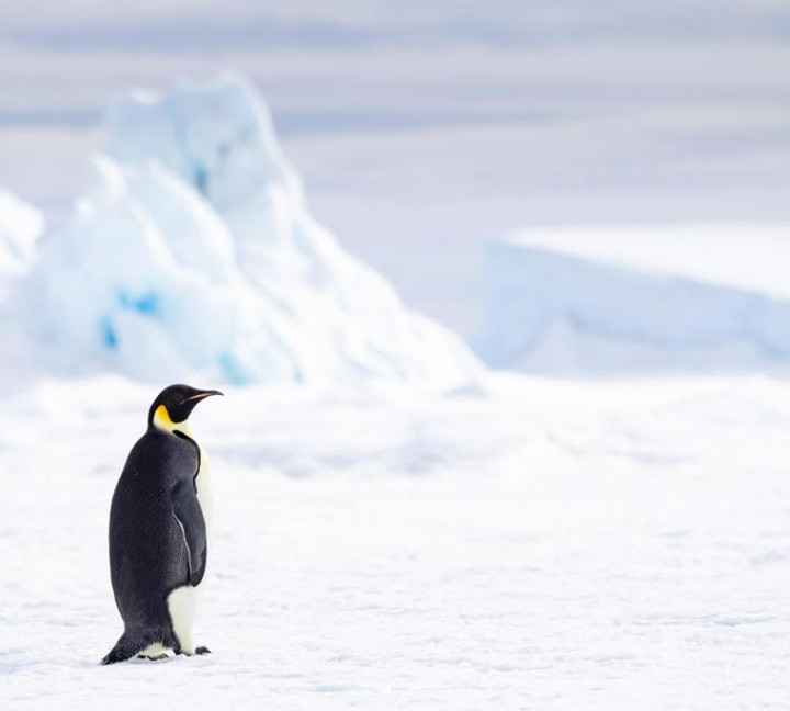 Penguin on Snow Hill