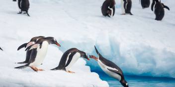 The Antarctic Peninsula
