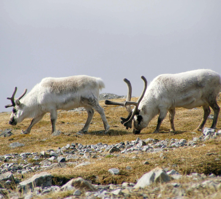 Reindeer grazing in Spitsbergen