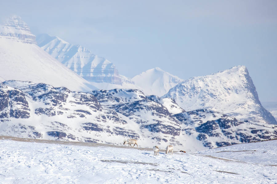 Svalbard in Spring: Sea Ice, Pristine Snow and Wildlife