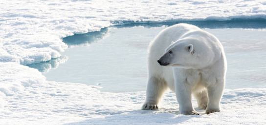 Arctic