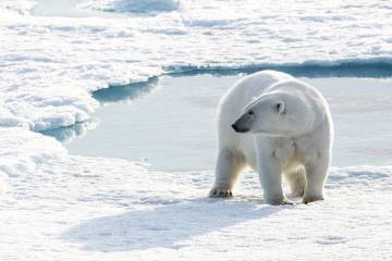 Expeditions