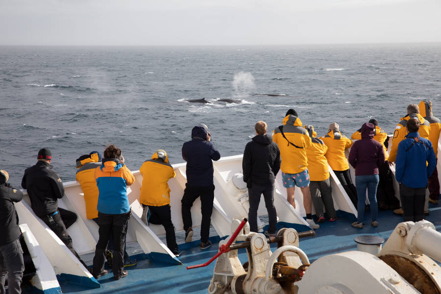 Antarctic Marine Mammals: The World of Whales and Seals
