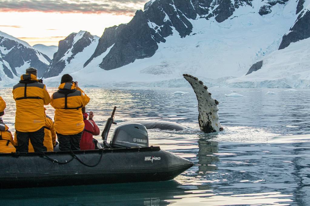How to choose between the Arctic and Antarctic for your Polar Voyage