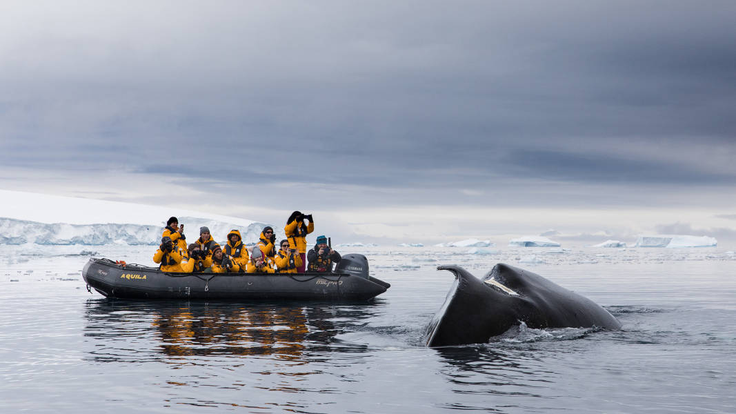 Antarctic Marine Mammals: The World of Whales and Seals