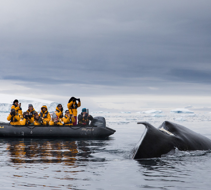 Antarctic Marine Mammals: The World of Whales and Seals
