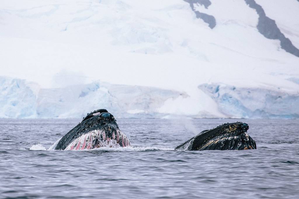 How to choose between the Arctic and Antarctic for your Polar Voyage