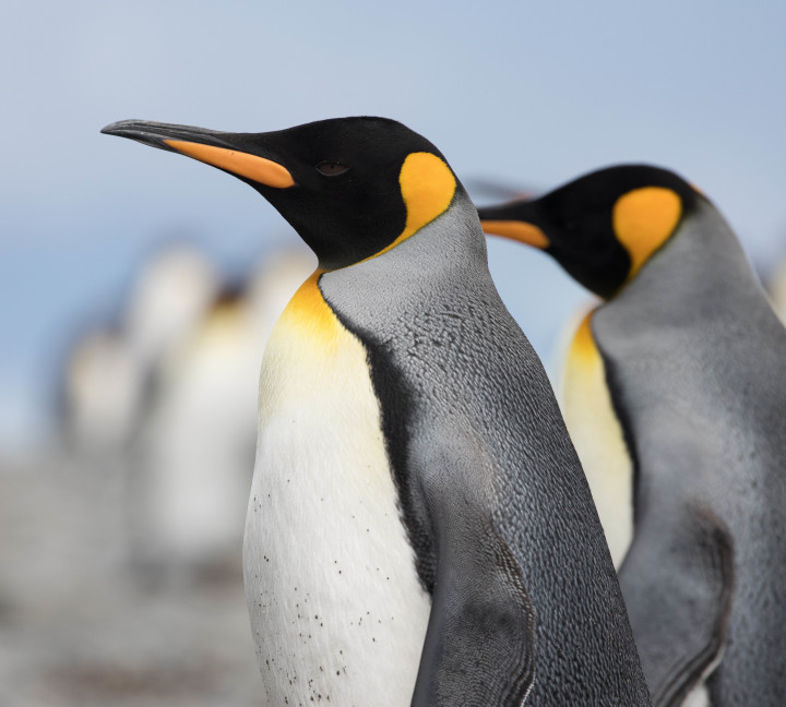 Falkland Islands and South Georgia: 20-Day Wildlife Adventure