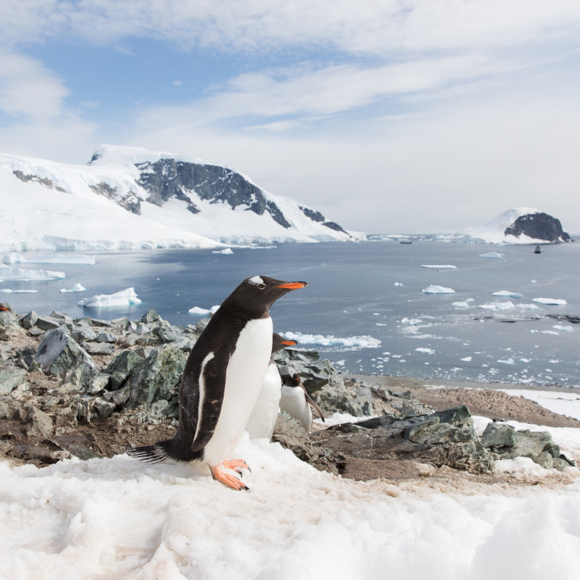 Close up photo of mutliple Gentoo penguins near their rocky nests on Danco Island