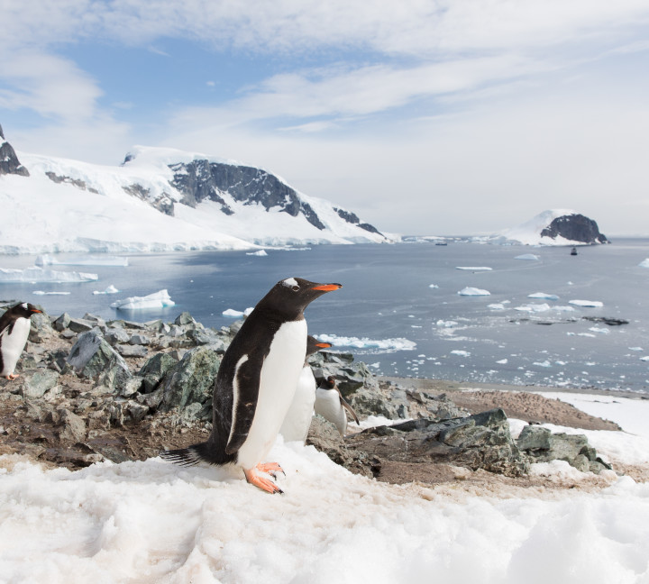 Close up photo of mutliple Gentoo penguins near their rocky nests on Danco Island