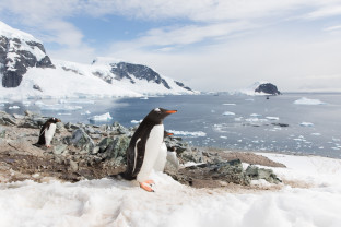 Close up photo of mutliple Gentoo penguins near their rocky nests on Danco Island