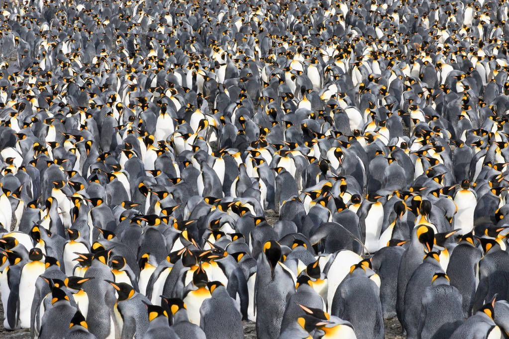 King Penguins