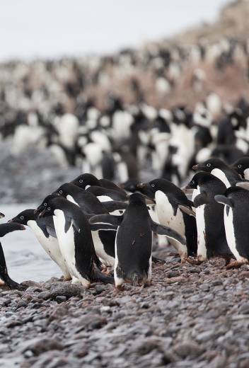 Adelie Penguins, Paulet Island - Photo by Sam Edmonds