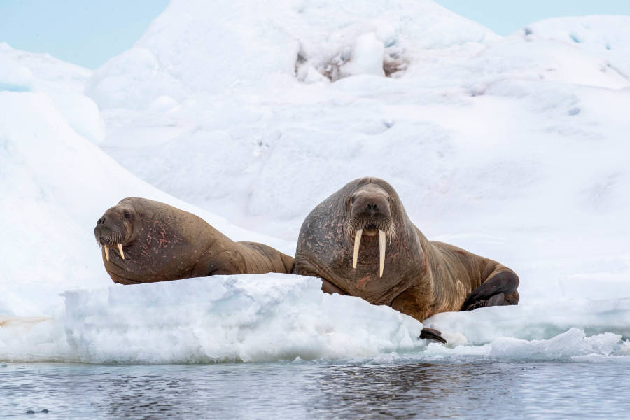 Svalbard in Spring: Sea Ice, Pristine Snow and Wildlife