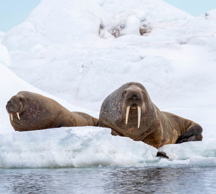 Svalbard in Spring: Sea Ice, Pristine Snow and Wildlife
