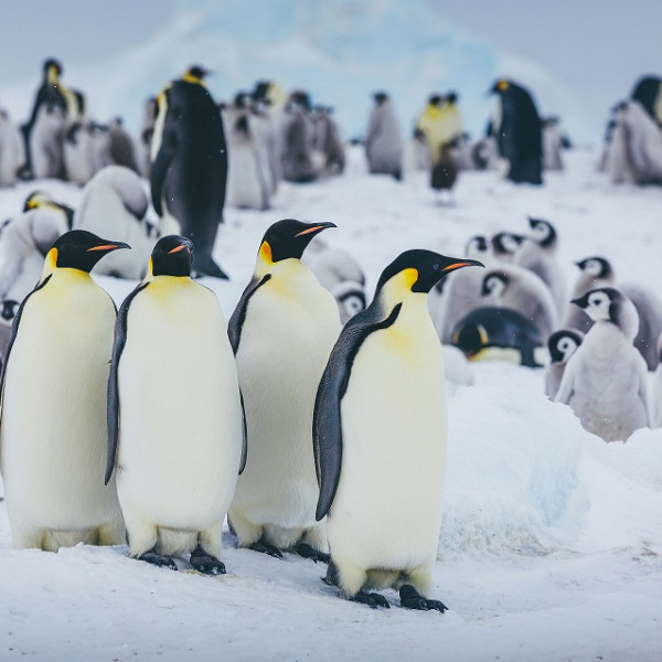Emperor penguins at Antarctica's Snow Hill