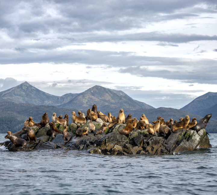 Dozens of South American sea lions stand on a rock formation in middle of the water at Tucker Islets in the Whiteside Channel.