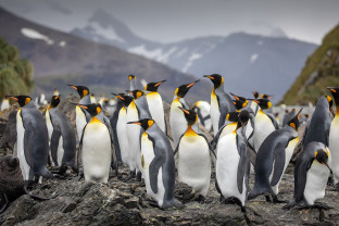 Penguins - South Georgia