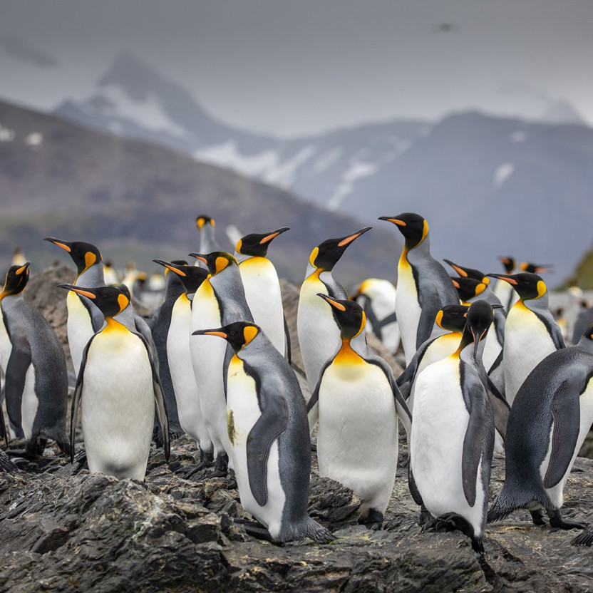 Penguins - South Georgia
