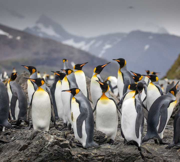 Penguins - South Georgia