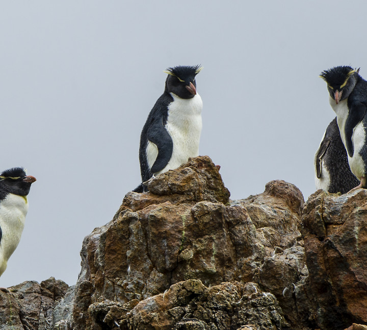 Southern rockhopper penguins stand on a rock at the Parry Fjord entrance at Almirantazgo Sound.