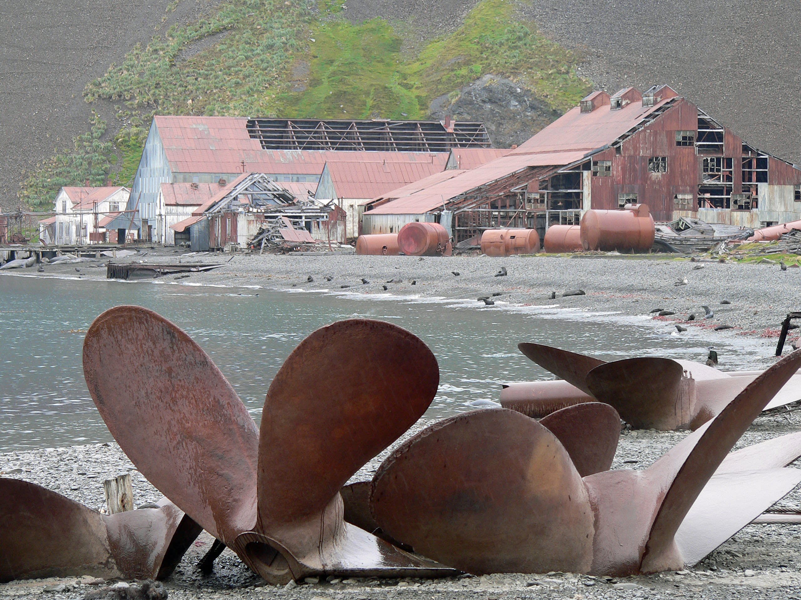 South Georgia and Antarctic Peninsula: Penguin Safari