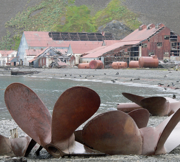 South Georgia and Antarctic Peninsula: Penguin Safari