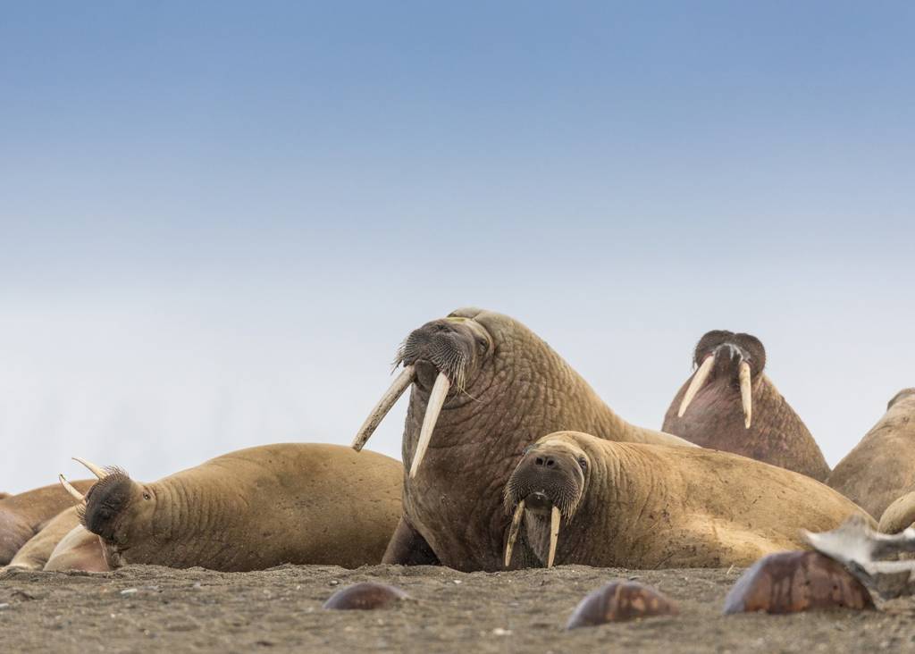 Walrus - Svalbard