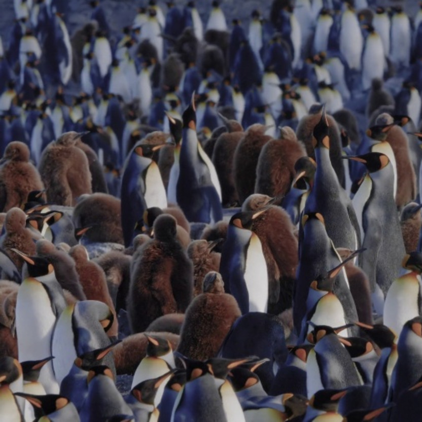 South Georgia and Antarctic Peninsula: Penguin Safari