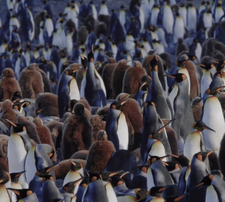 South Georgia and Antarctic Peninsula: Penguin Safari