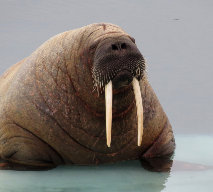 Northwest Passage: Epic High Arctic