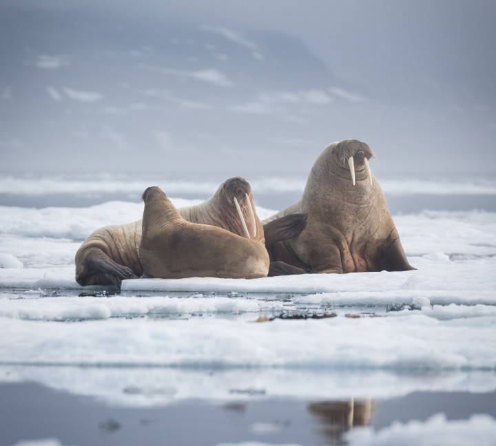 Spitsbergen Highlights: Wildlife Capital of the Arctic
