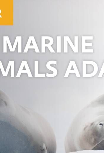 Adapt or Die: How Life Adapts to Antarctica